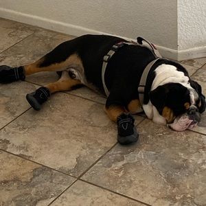 Meet your Posher, Devon